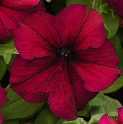 Насіння петунія Supercascade 1000 шт грандифлора Pan American Burgundy, фото 1