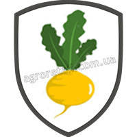 Насіння ріпи