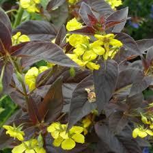 Вербійськийник червонолистий 'Firecracker', фото 1