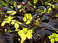 Вербійськийник червонолистий 'Firecracker', фото 3