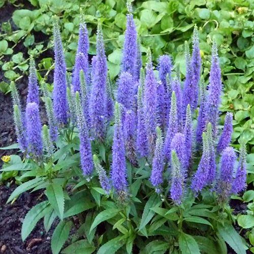 Вероніка колоскова Блю карпет/Veronica spicata Blue Carpet