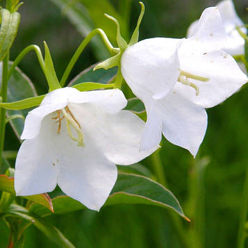 Дзвіночок широколистий/Campanula latifolia L.