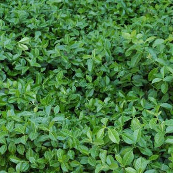 Бересклет Форчуна Coloratus (контейнер)