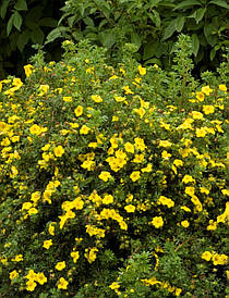 Лапчатка кущова Goldfinger 2 річна