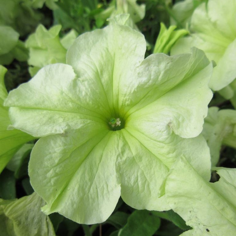 Петунія Софістика(Sophistica) 100 шт Pan American США Lime Green, фото 1