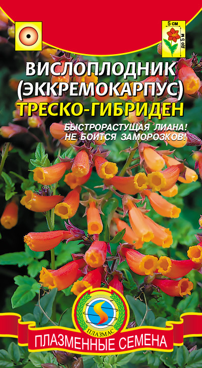 Насіння Вітроплодник (еккремокарпус) Треско-Гібриден, 0.02 г