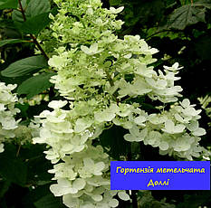 Гортензія волотиста Доллі (Hydrangea paniculata Dolly) у конт.8л, фото 3