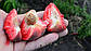 Саджанці персика Ред Робін (США), фото 2