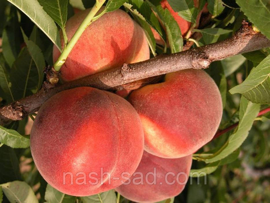 Саджанці персика Річ Мей ( США )