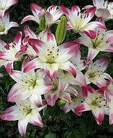 Лілія азіатська Lollypop цибулини 12/14