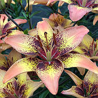 Лілія азіатська Tribal Dance цибулини 12/14