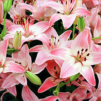 Лілія азіатська Vermeer цибулини 12/14