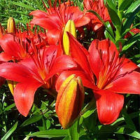 Лілія азіатська Prunotto цибулини 12/14