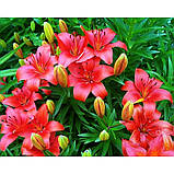 Лілія азіатська Prunotto цибулини 12/14, фото 3