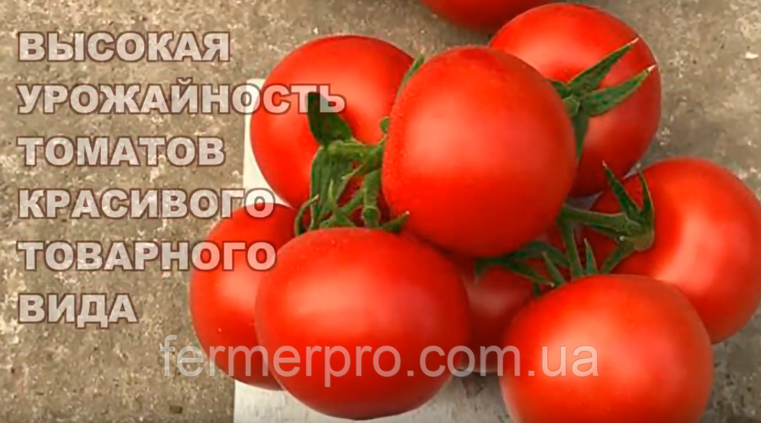 Насіння томату Маско F1 250 насіння Clause