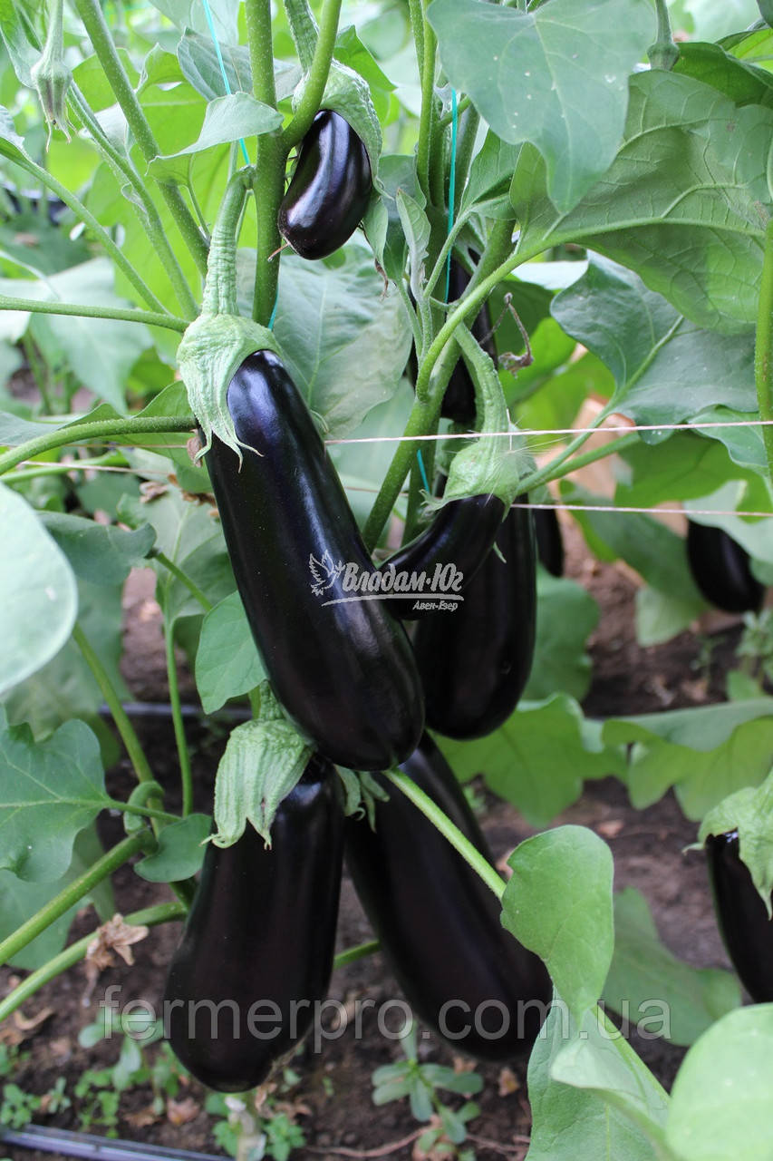 Насіння баклажана Октавія F1 1000 насіння Clause, фото 1