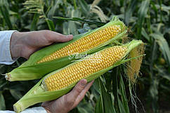 Насіння цукрової кукурудзи Лискам F1, 5000 насіння, Clause