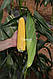 Насіння цукрової кукурудзи Лискам F1, 5000 насіння, Clause, фото 2