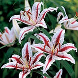 Лілія тигрова орієнтальна Dizzy цибулини 12/14, фото 2