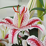 Лілія тигрова орієнтальна Dizzy цибулини 12/14, фото 3