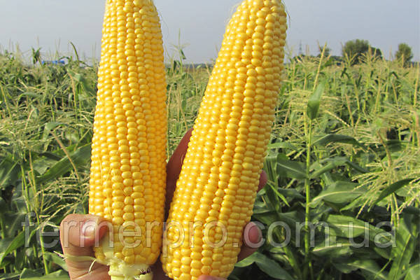 Насіння кукурудзи GSS5649 F1, 100000 насіння, Syngenta