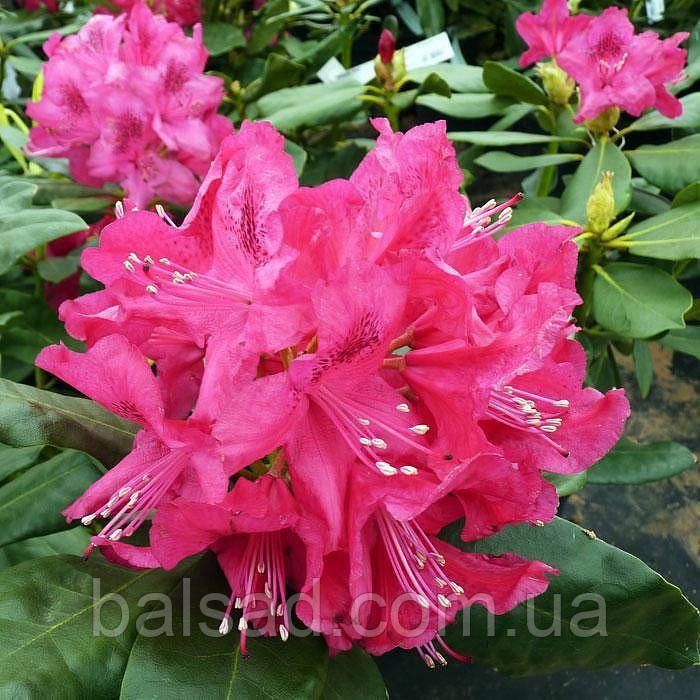Рододендрон Нова Зембла / С5 / Rhododendron Nova Zembla