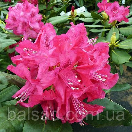Рододендрон Нова Зембла / С5 / Rhododendron Nova Zembla, фото 1