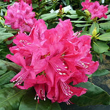 Рододендрон Нова Зембла / С5 / Rhododendron Nova Zembla