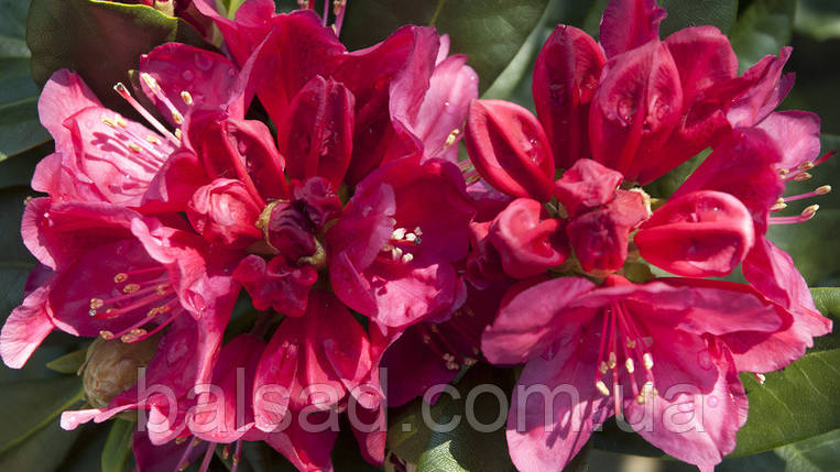 Рододендрон Нова Зембла / С5 / Rhododendron Nova Zembla, фото 4