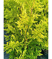 Туя західна Голден Брабант (туя Thuja occidentalis Golden Brabant) 3л.