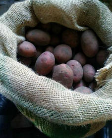 Насіннєву картоплю Маргарита 1 кг Еліта