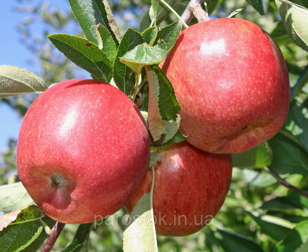 Яблуня Бребурн Ред Філд. (ММ106). (вв). Зимовий сорт