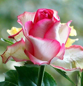 Троянда Атракту