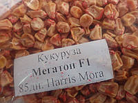 Насіння кукурудзи Мегатон F1 (Harris Moran), 5000 насіння - рання (85 днів), суперсолодка /