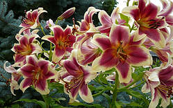 Лілія гігант Red Dutch ОТ-гібрид цибулини