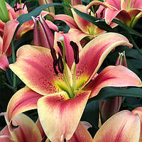 Лілія гігант Montego Bay ОТ-гібрид цибулини 12/14