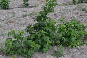 Малина "Ранкова Роса"