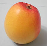 Яблуня Канзі. (М26). Зимовий сорт. Однорічний, фото 2
