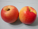 Яблуня Канзі. (М26). Зимовий сорт. Однорічний, фото 3