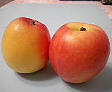 Яблуня Канзі. (М26). Зимовий сорт. Однорічний, фото 6
