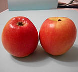 Яблуня Канзі. (М26). Зимовий сорт. Однорічний, фото 4