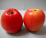 Яблуня Канзі. (ММ106). Зимовий сорт. Однорічний, фото 3