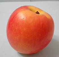 Яблуня Канзі. (М26). Зимовий сорт. Однорічний