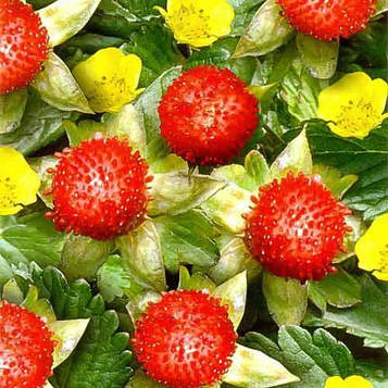 Дюменія індійська