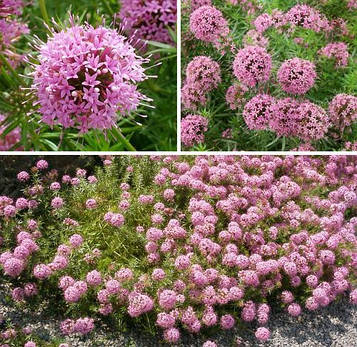 Фуопсіс рожевий