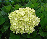 Гортензія метильчаста Mojito (Мохіто) 3 од, фото 2