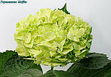 Гортензія метильчаста Mojito (Мохіто) 3 од, фото 4
