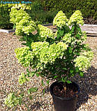 Гортензія метильчаста Mojito (Мохіто) 3 од, фото 3