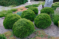 Туя західна Тіні Тім (туя Thuja occidentalis 'Tiny Tim')