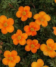 Перстач кущова Hopleys Orange 2 річна. Лапчатка кустарниковая Хоплейс Оранж, Potentilla fruticosa, фото 3